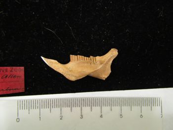 Media type: image;   Mammalogy BOM-9864 Description: Image of skeleton specimen - lateral mandible view. Detailed image of the mandible of the skeleton specimen.;